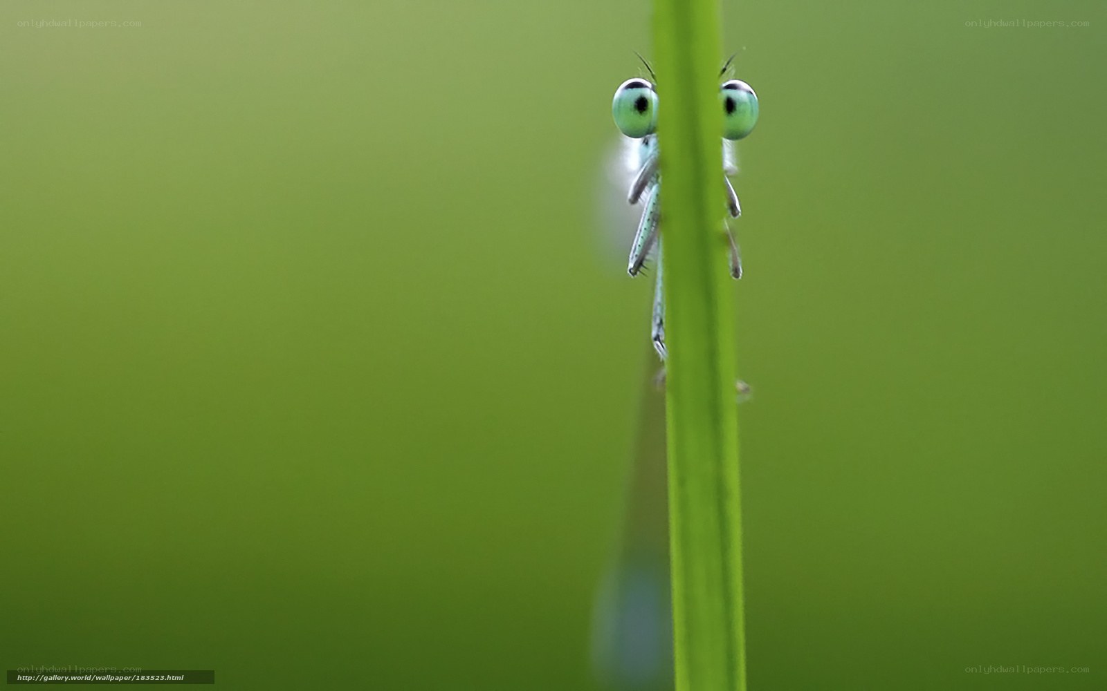 dragonfly peeking from grass