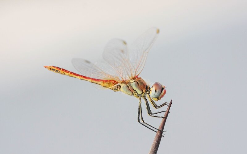 Dragonfly perched on a twig
