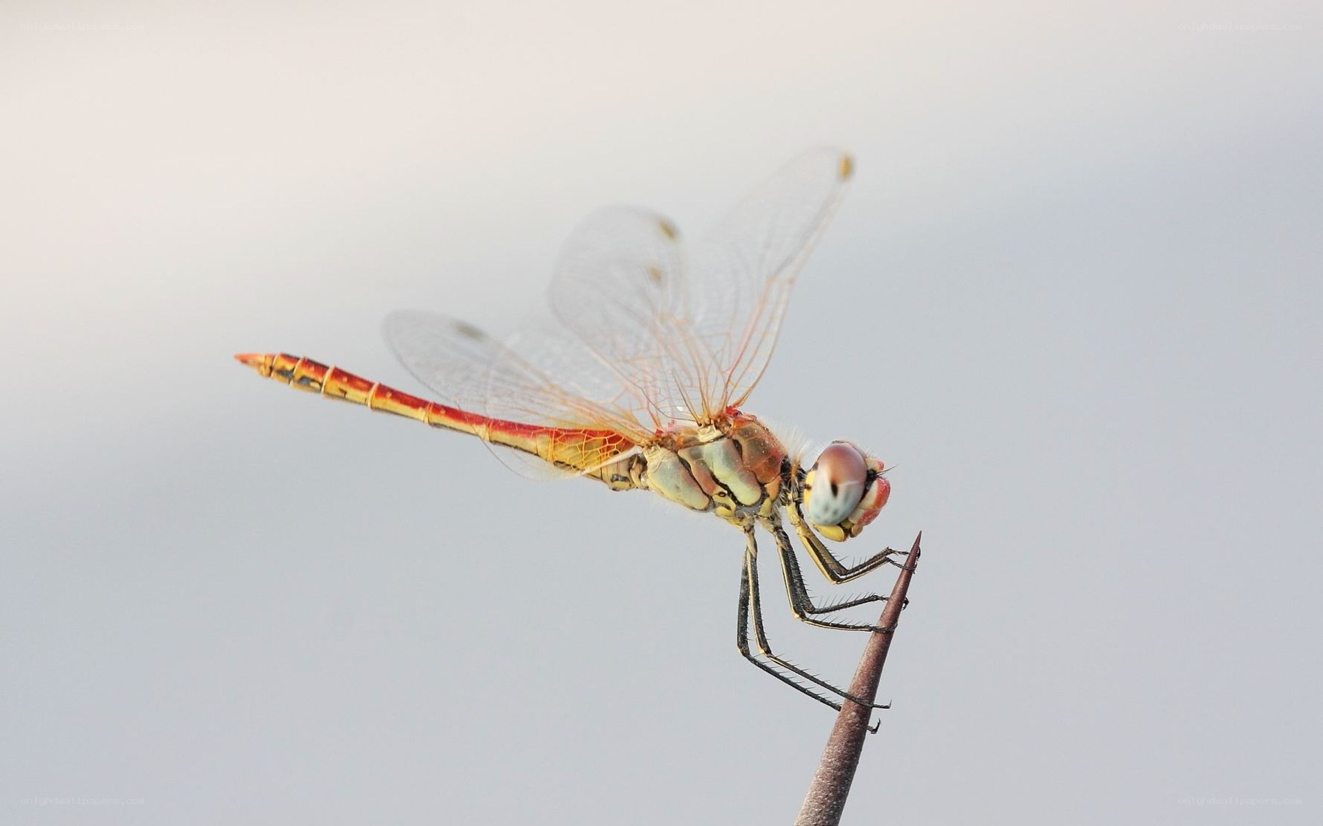 Dragonfly perched on a twig