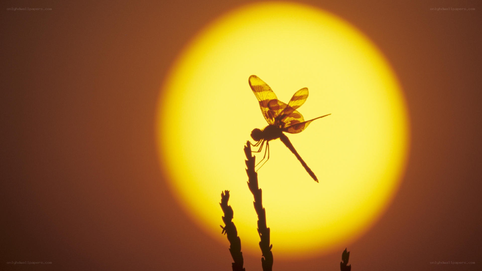 dragonfly silhouette at sunset