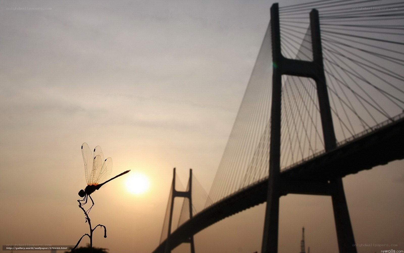 Dragonfly silhouette at sunset