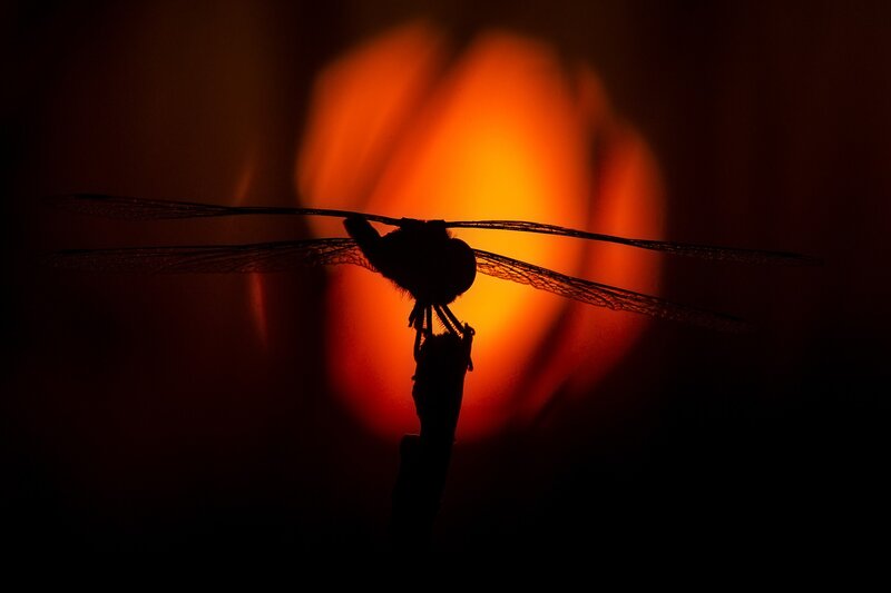 Dragonfly Silhouette — Black