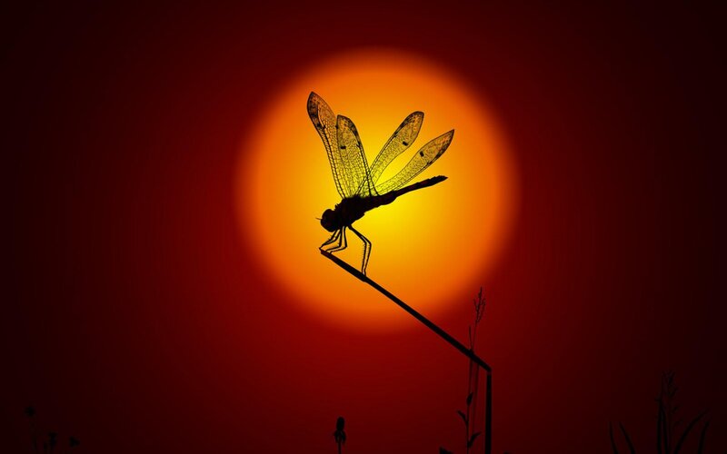 Dragonfly Silhouette