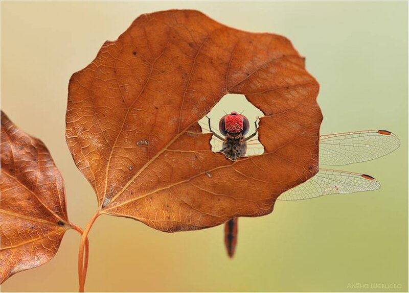 Dragonfly Through Leaf