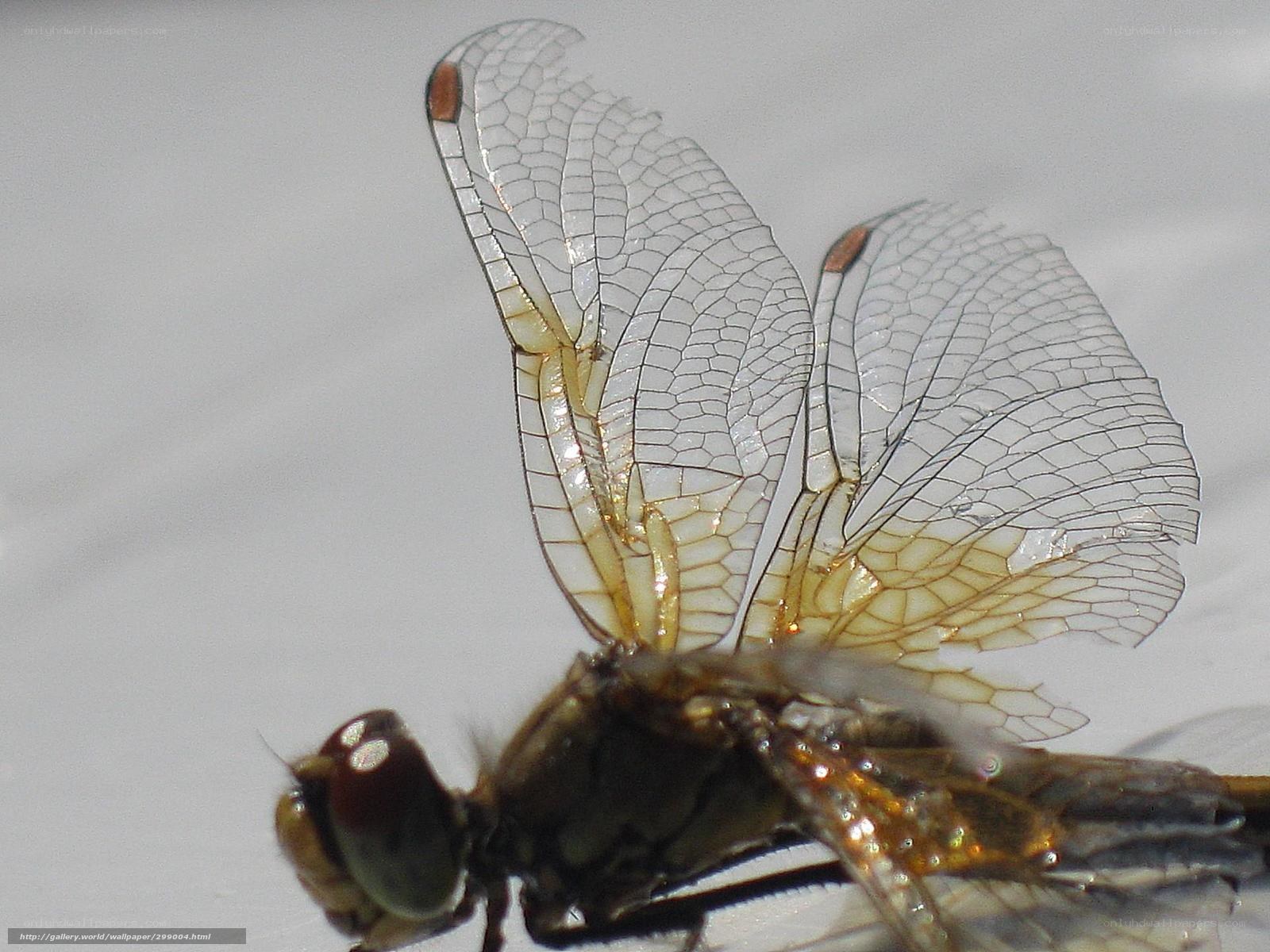 dragonfly wing details