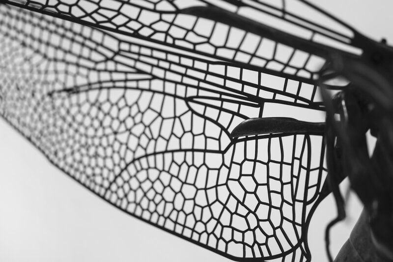Dragonfly Wing