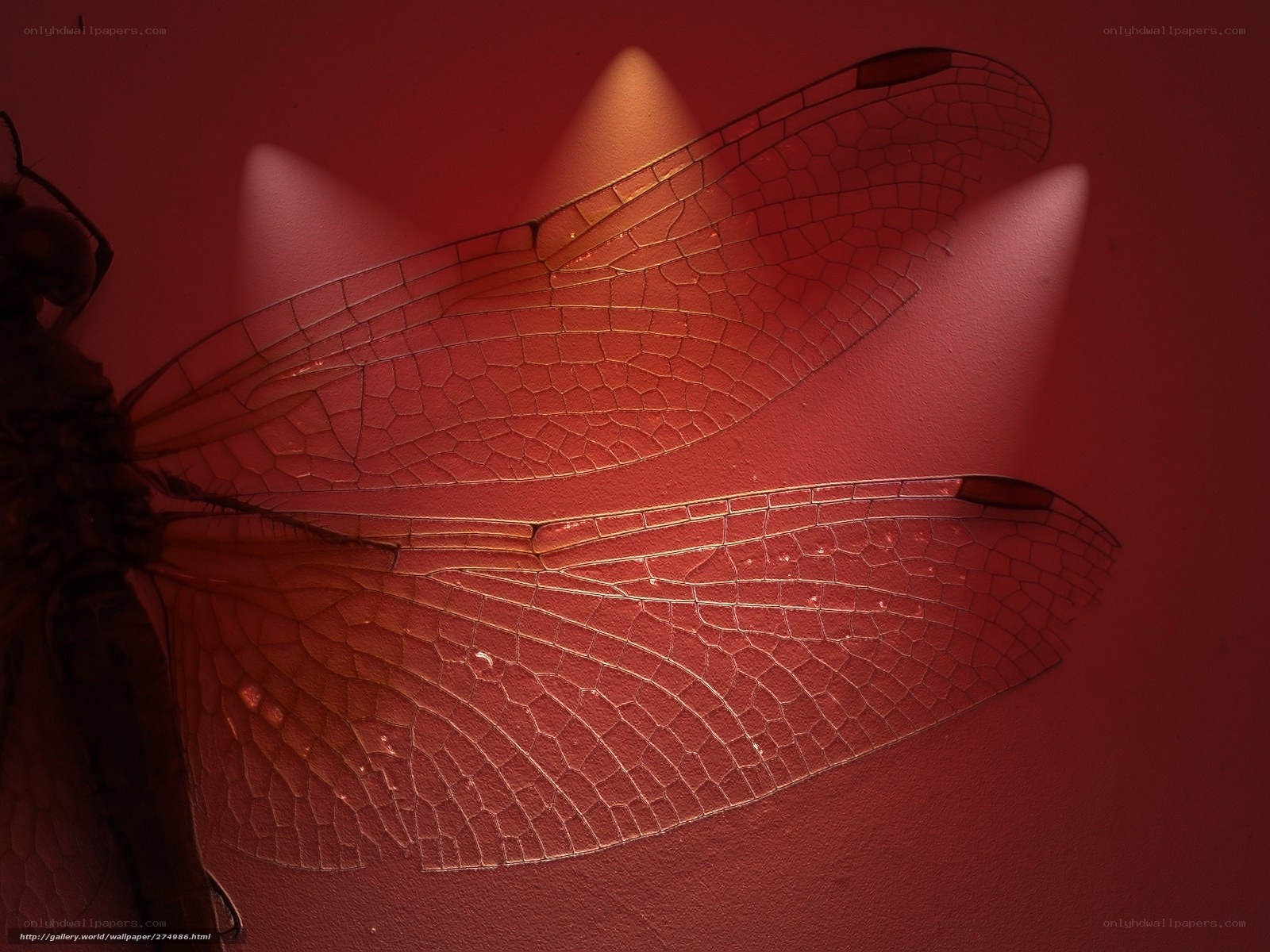 dragonfly wings in red light