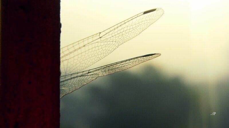 Dragonfly wings in sunlight