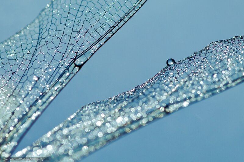 Dragonfly wings with dew drops