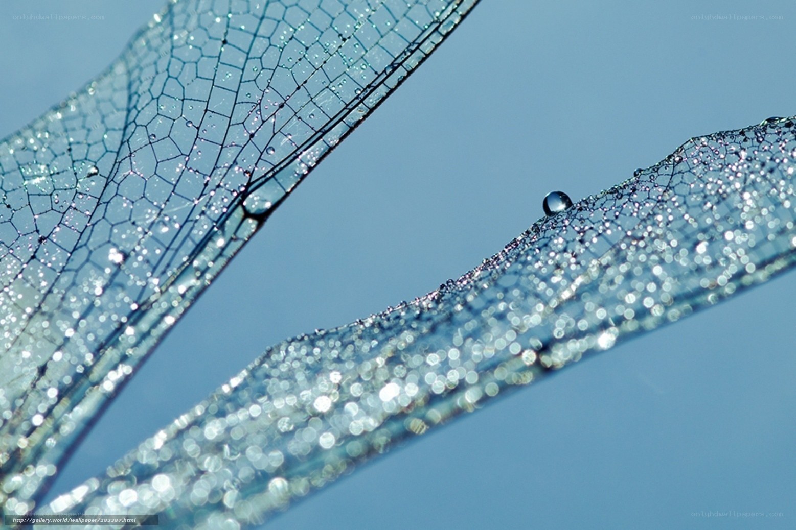 Dragonfly wings with dew drops