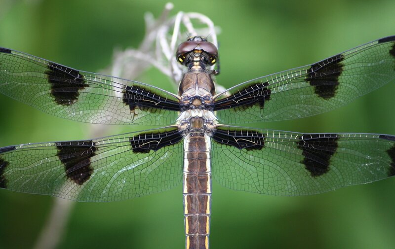 Dragonfly with black spots