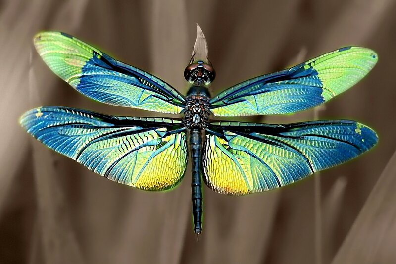 Dragonfly with Colorful Wings