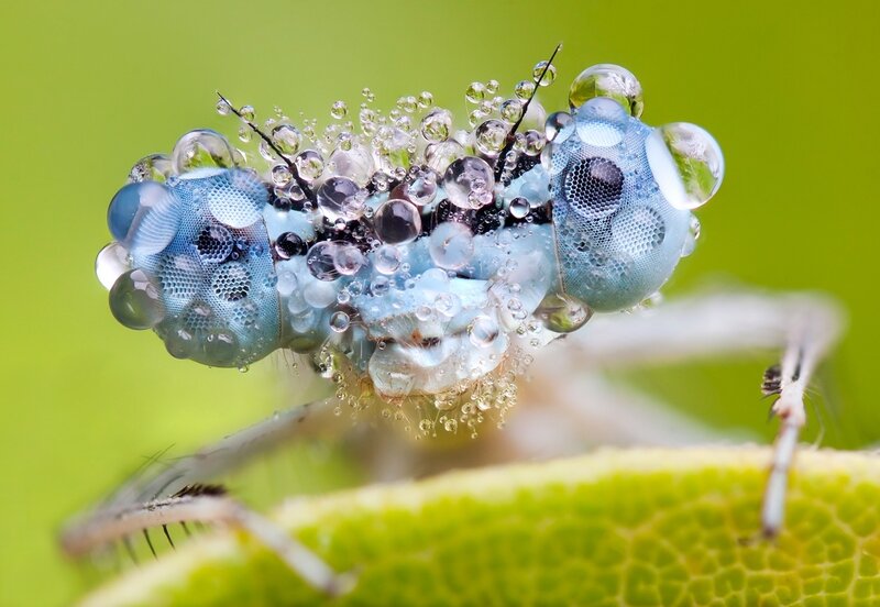 Dragonfly with dew drops