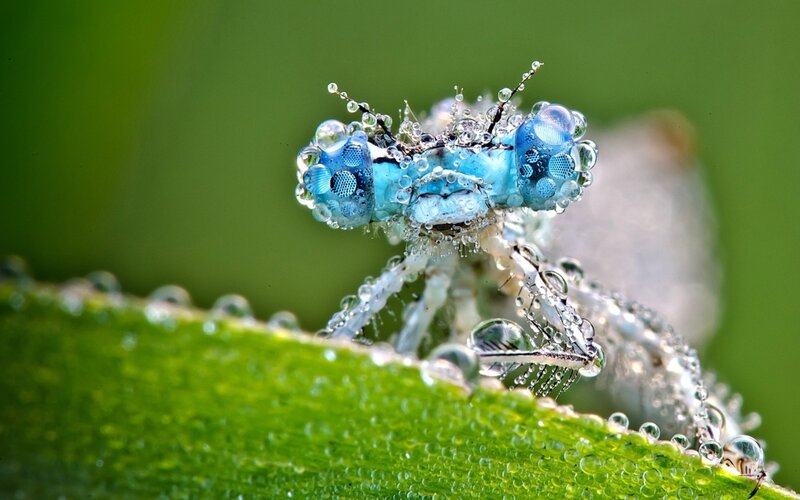 Dragonfly with dew drops
