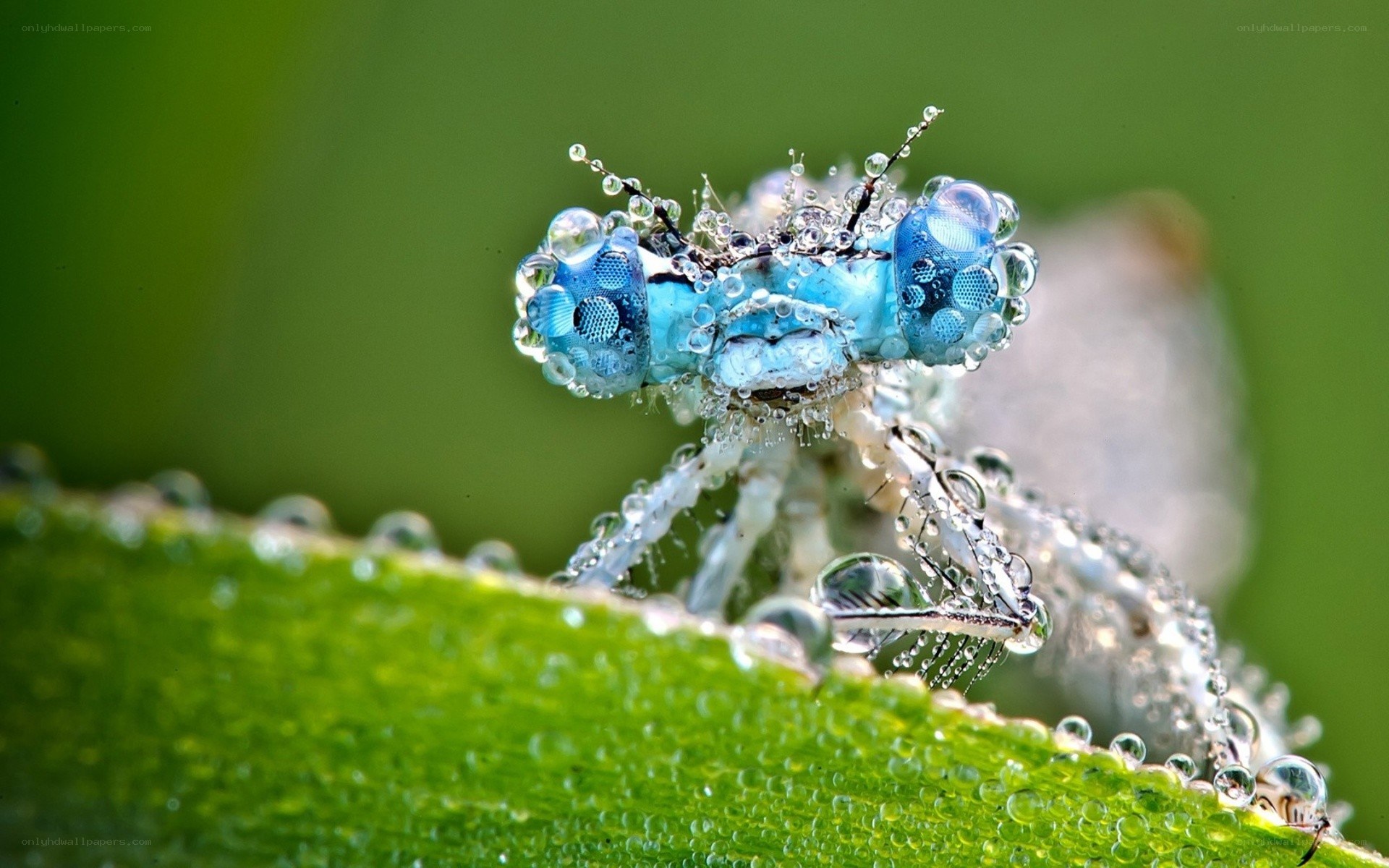 Dragonfly with dew drops