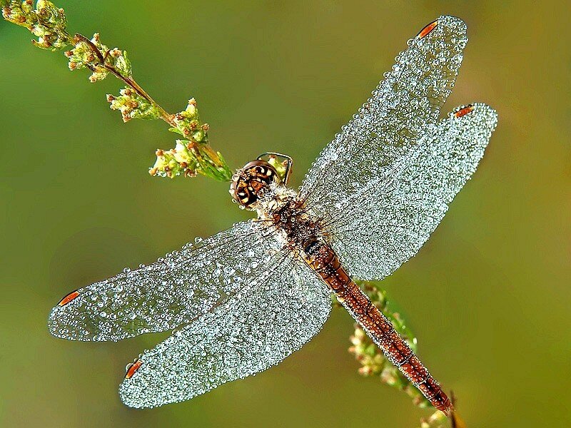 Dragonfly with dew drops