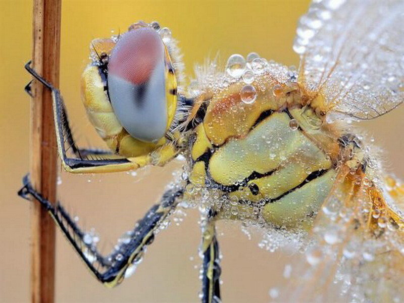 dragonfly with dew drops