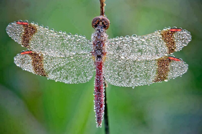 Dragonfly with Dew Drops — Green, Serene