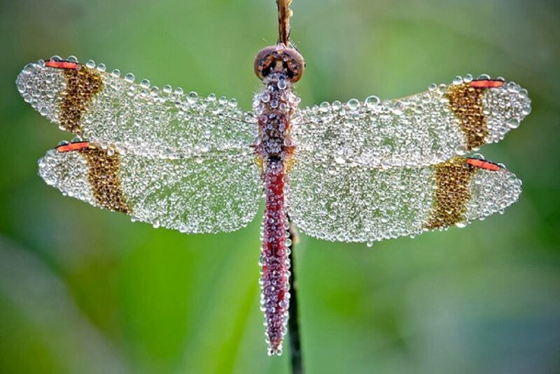 Dragonfly with Dew Drops — Green