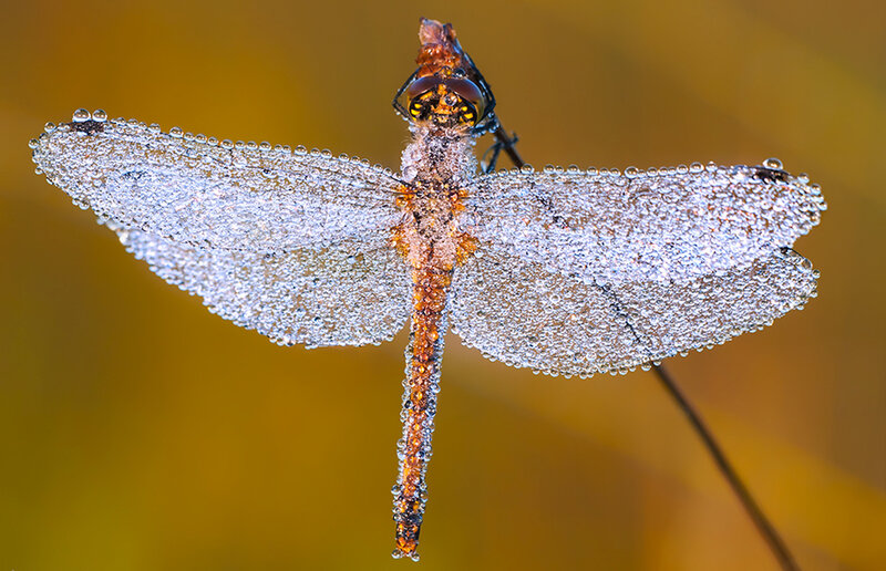 Dragonfly with Dew Drops — Yellow