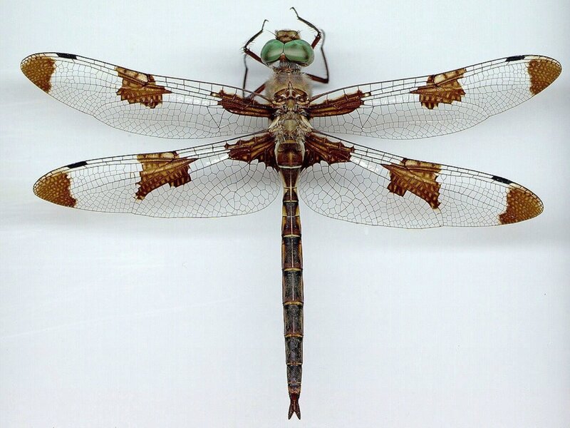 Dragonfly with Patterned Wings
