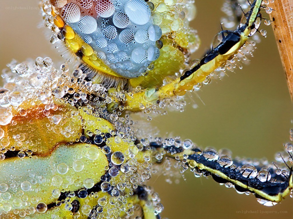 Dragonfly with water droplets