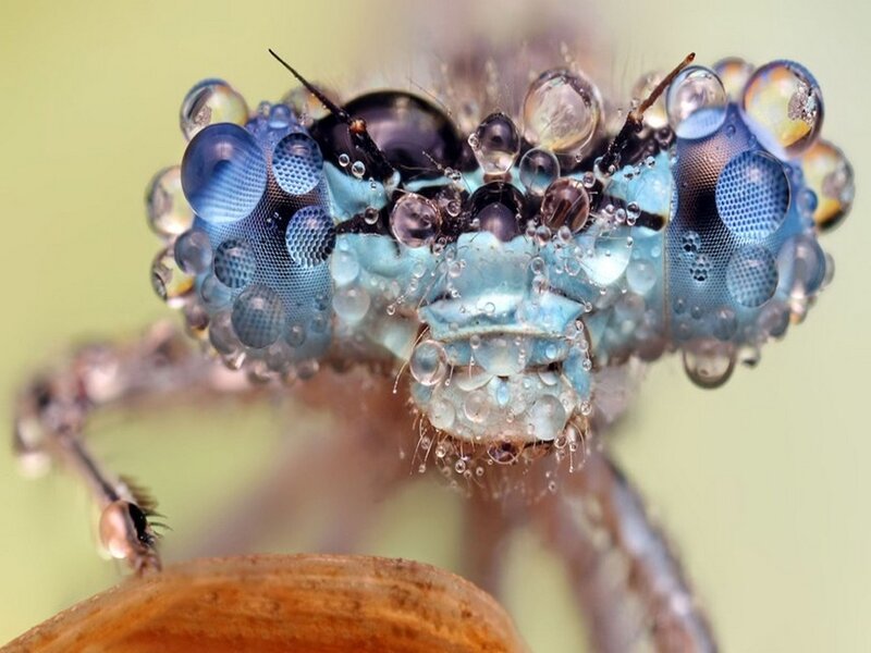 Dragonfly with Water Droplets — Blue