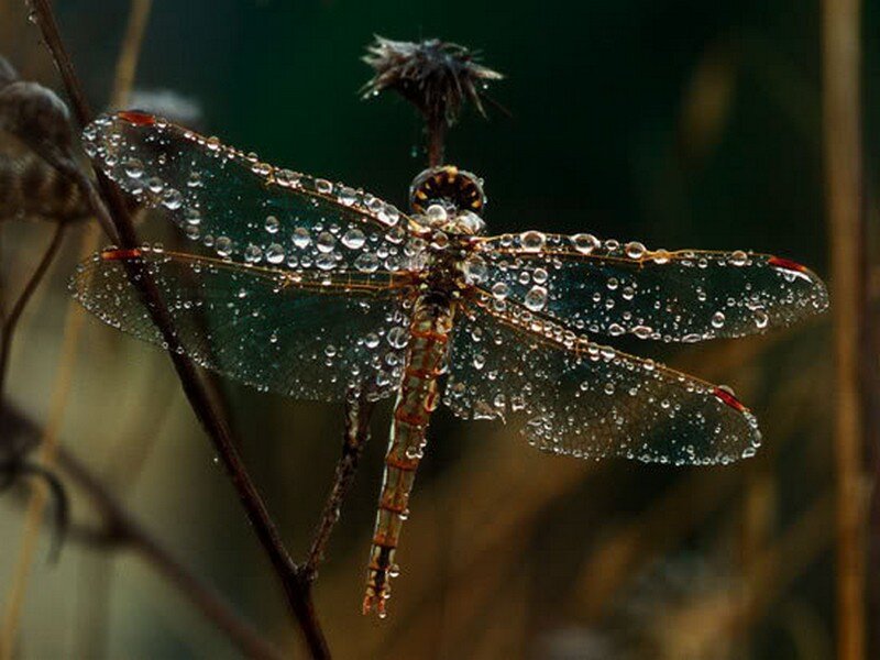 Dragonfly with Water Droplets — Green, Calm