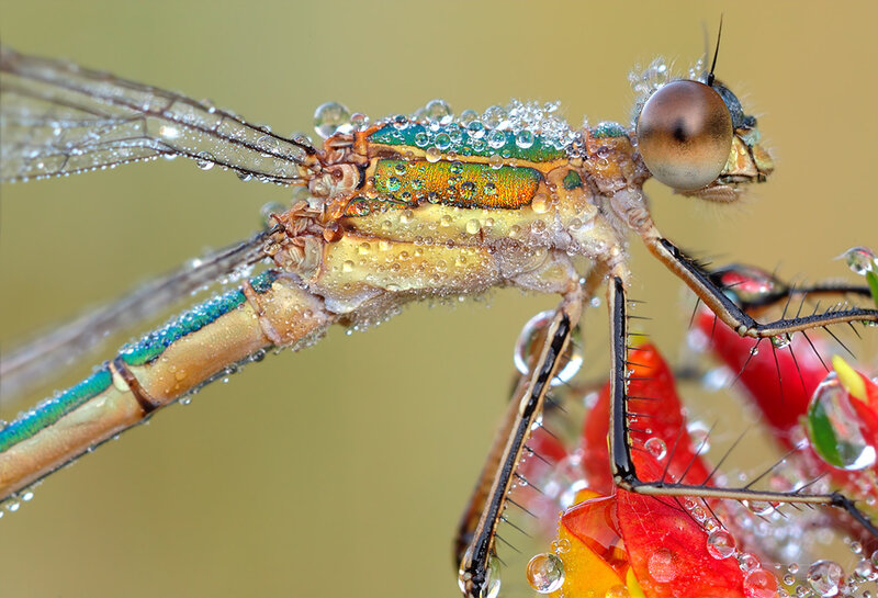 Dragonfly with Water Droplets — Green, Detailed