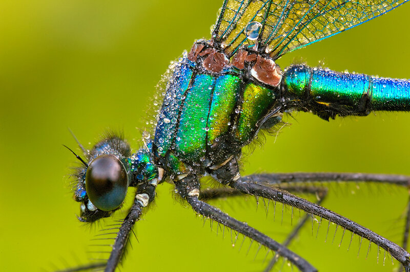 Dragonfly with Water Droplets — Green