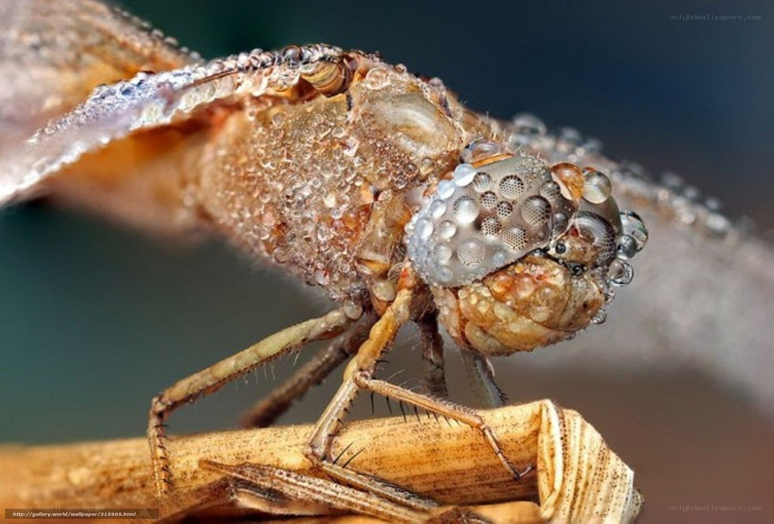 Dragonfly with water droplets