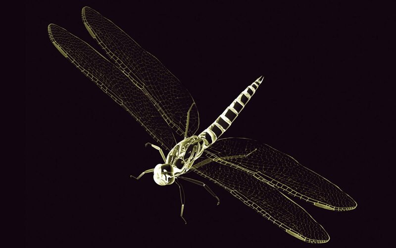 Dragonfly X-ray