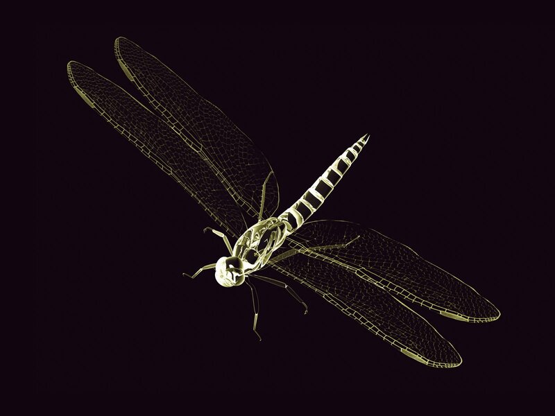 Dragonfly X-ray — Yellow