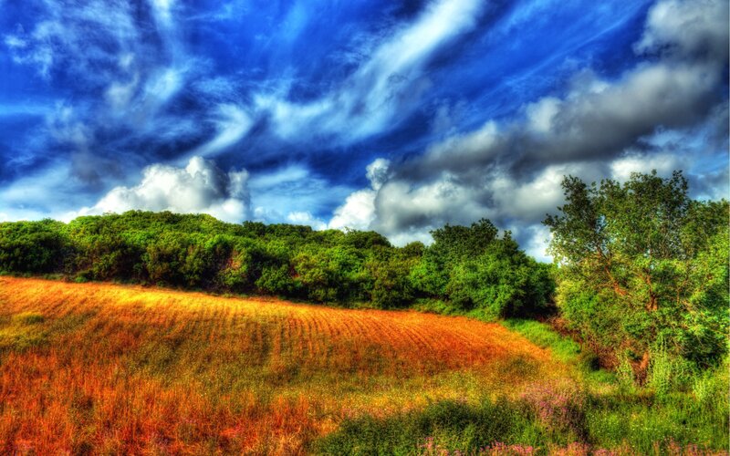 Dramatic sky over a golden field