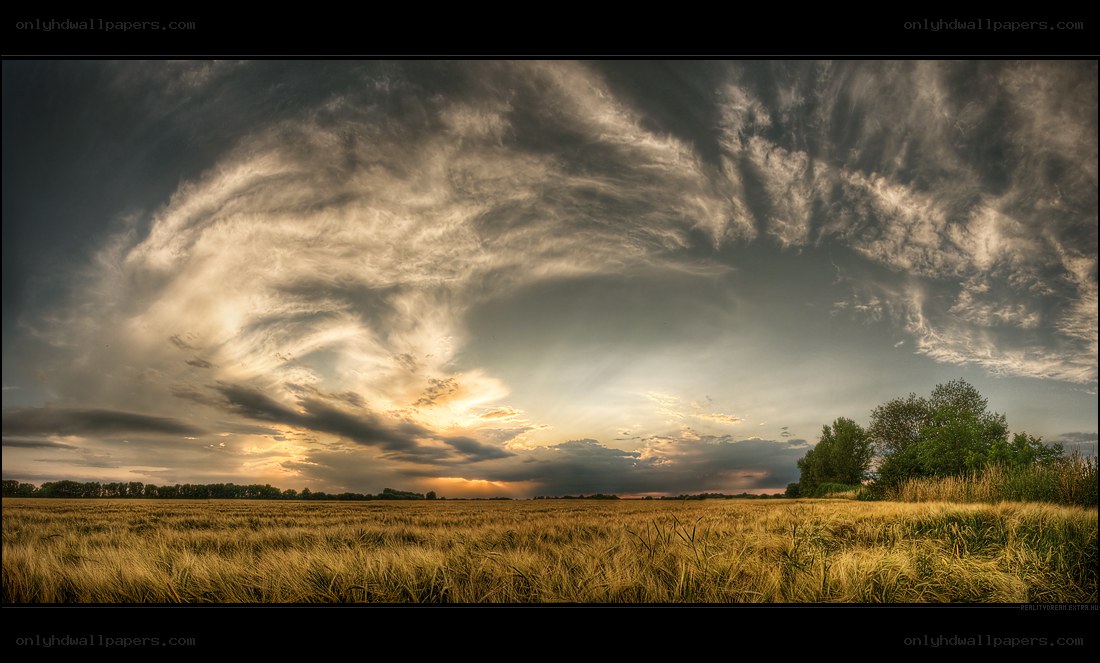 Dramatic sky over a wheat field