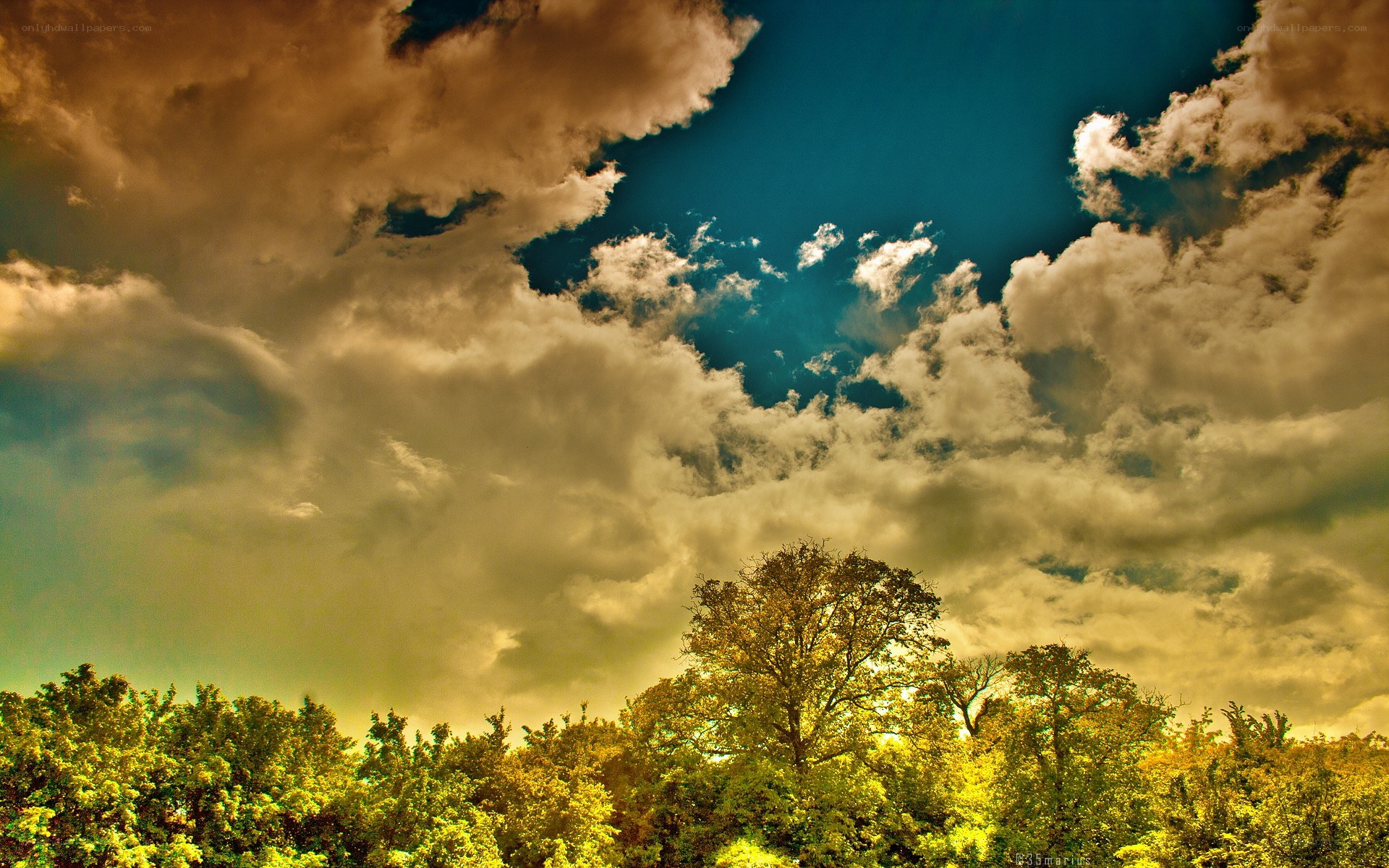 Dramatic sky over forest
