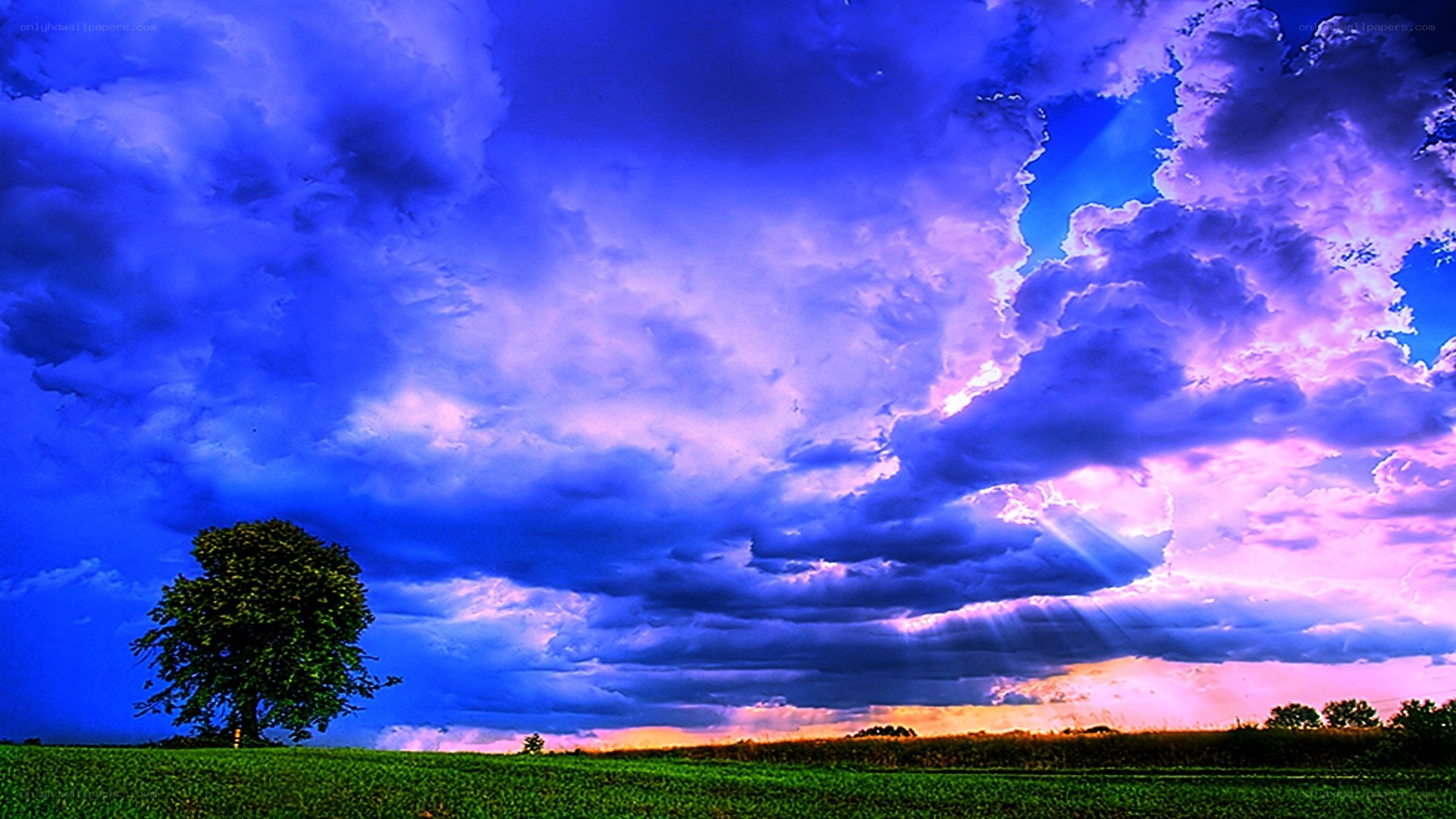 dramatic sky over lone tree