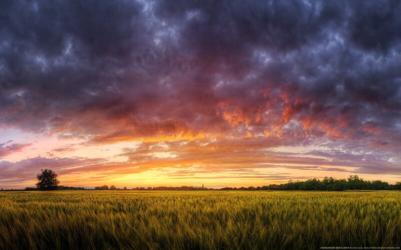 Dramatic sunset over a wheat field