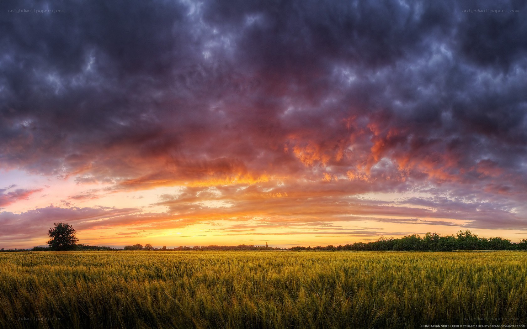 Dramatic sunset over a wheat field