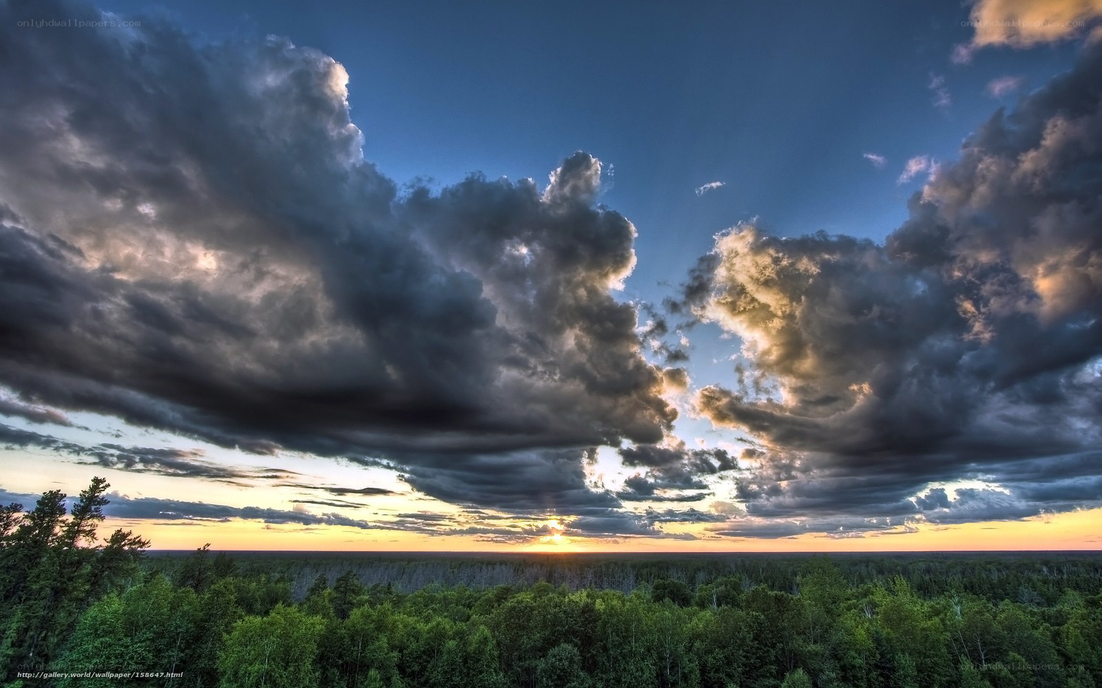 Dramatic sunset over forest