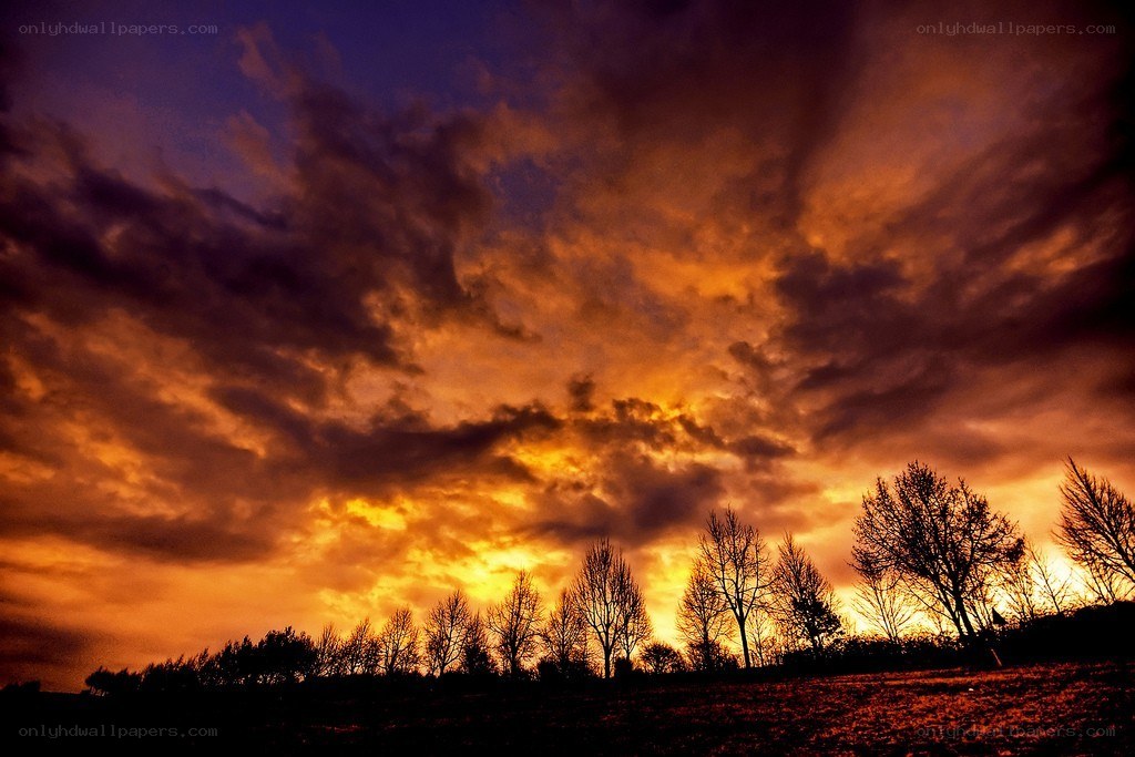 Dramatic sunset over silhouetted trees