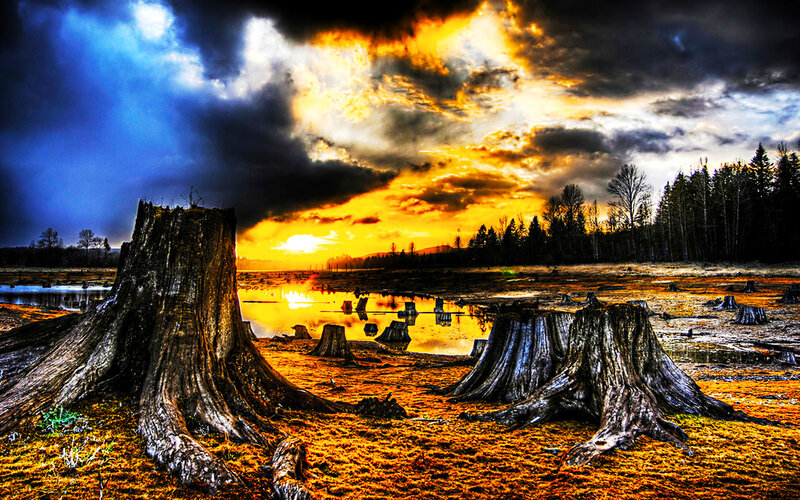 Dramatic sunset over tree stumps