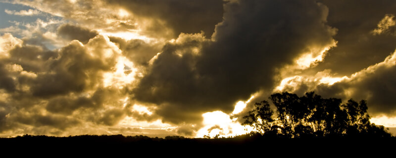 dramatic sunset over trees