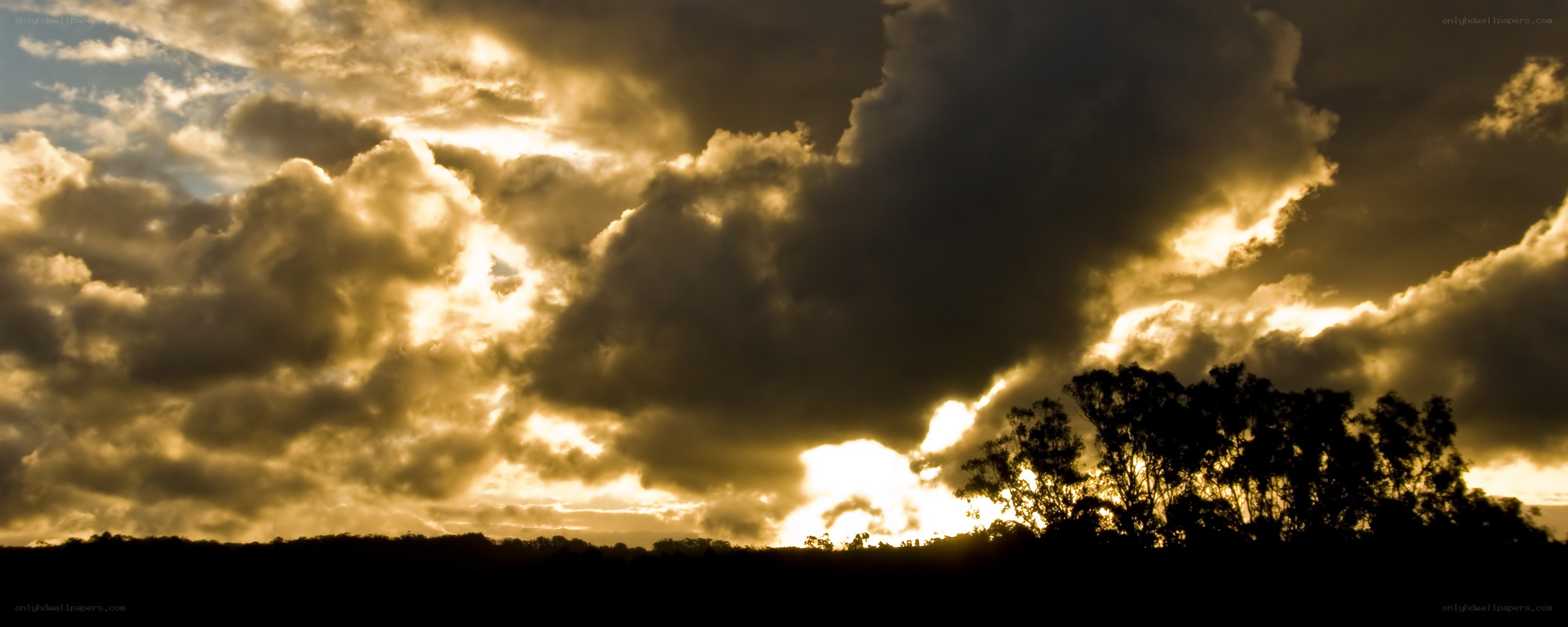 dramatic sunset over trees