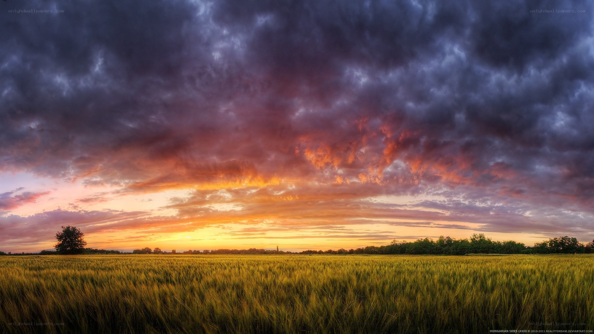 Dramatic sunset over wheat field