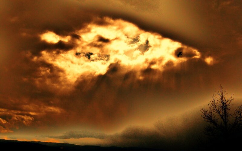 dramatic sunset with bird