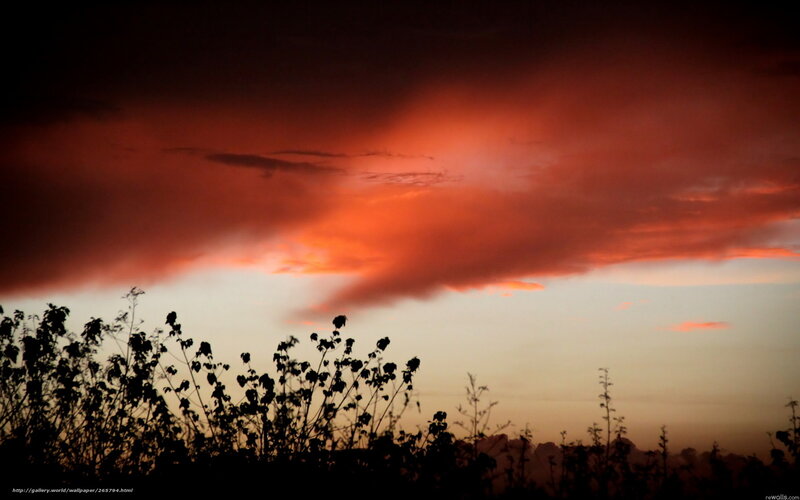 dramatic sunset with silhouetted plants