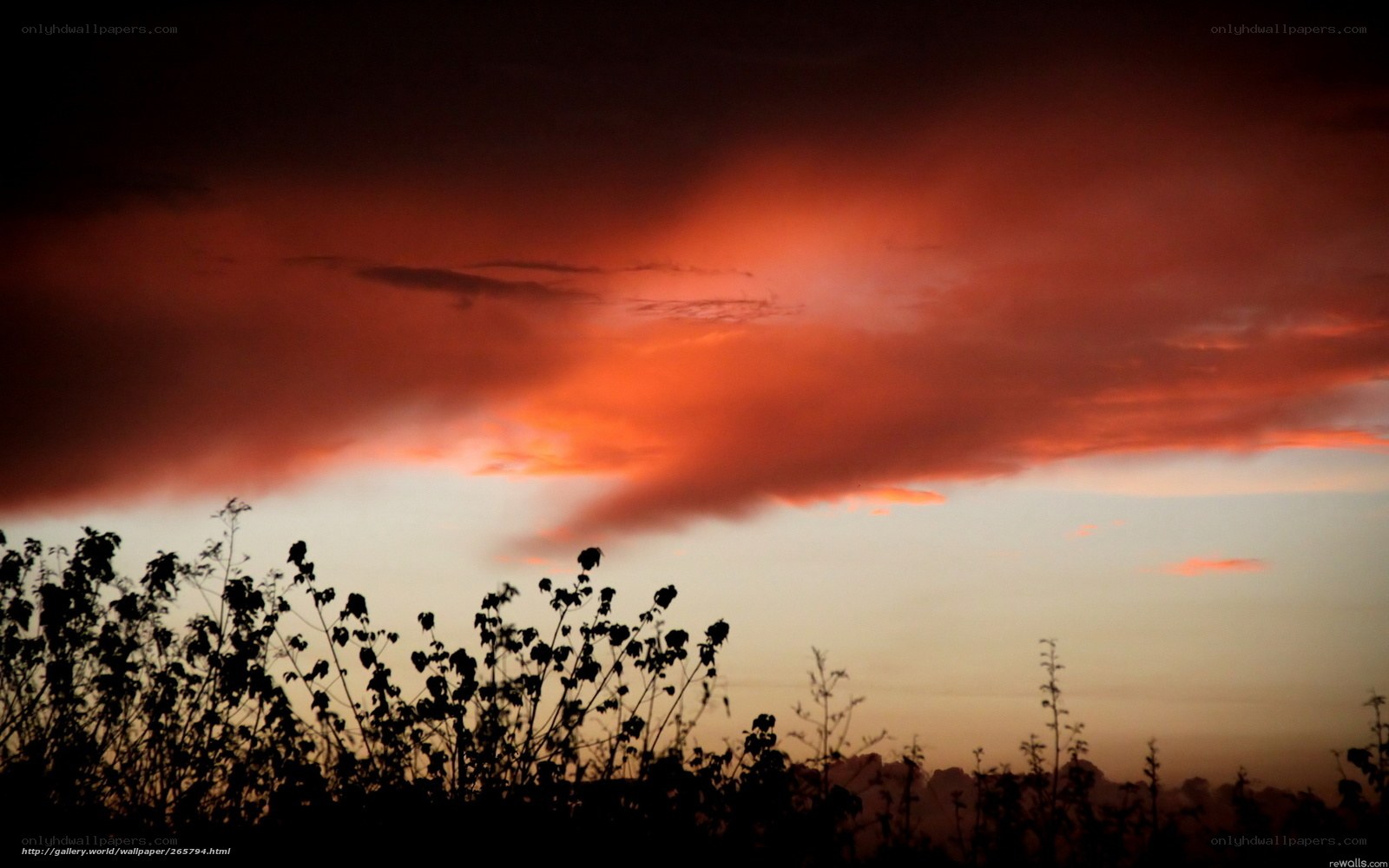 dramatic sunset with silhouetted plants
