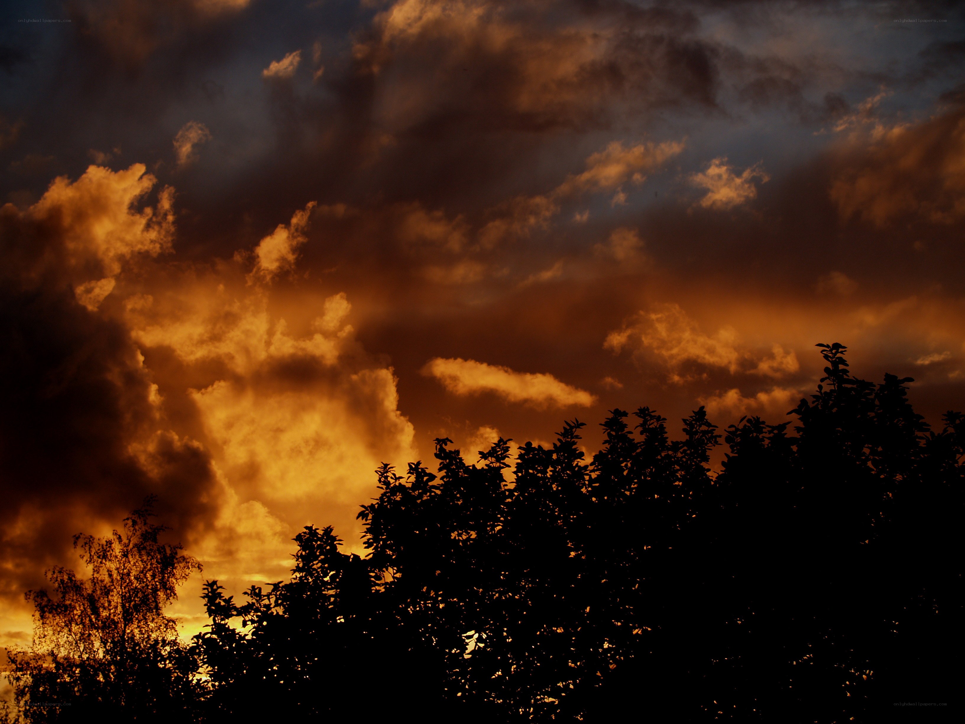 dramatic sunset with silhouetted trees