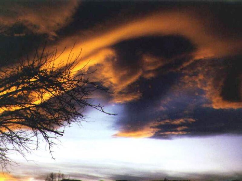 dramatic sunset with tree silhouette